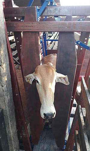 tronco para vacinar gado tronco para vacinar gado
